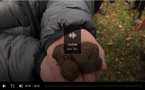 The dogs eat first and the trees have names: Italy's career truffle hunters